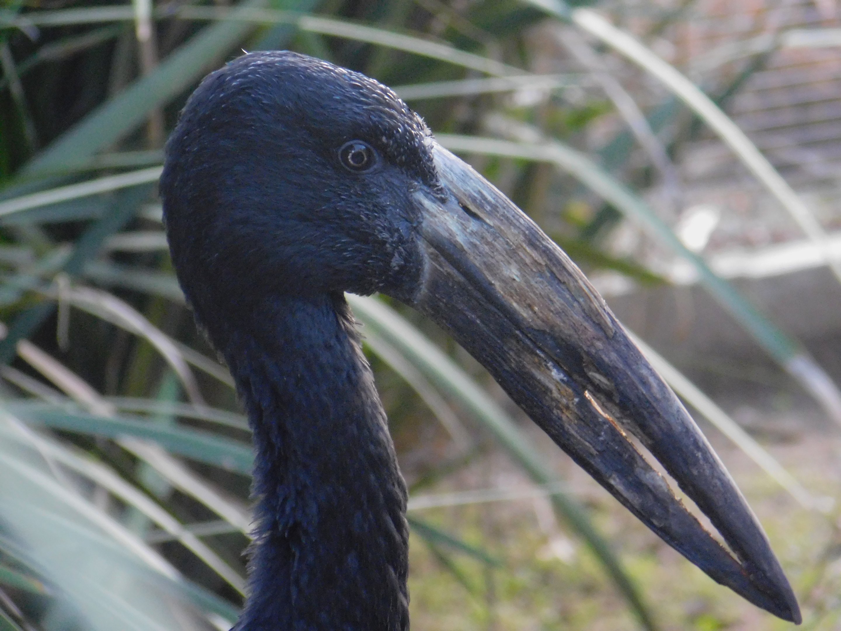 African Openbill Stork