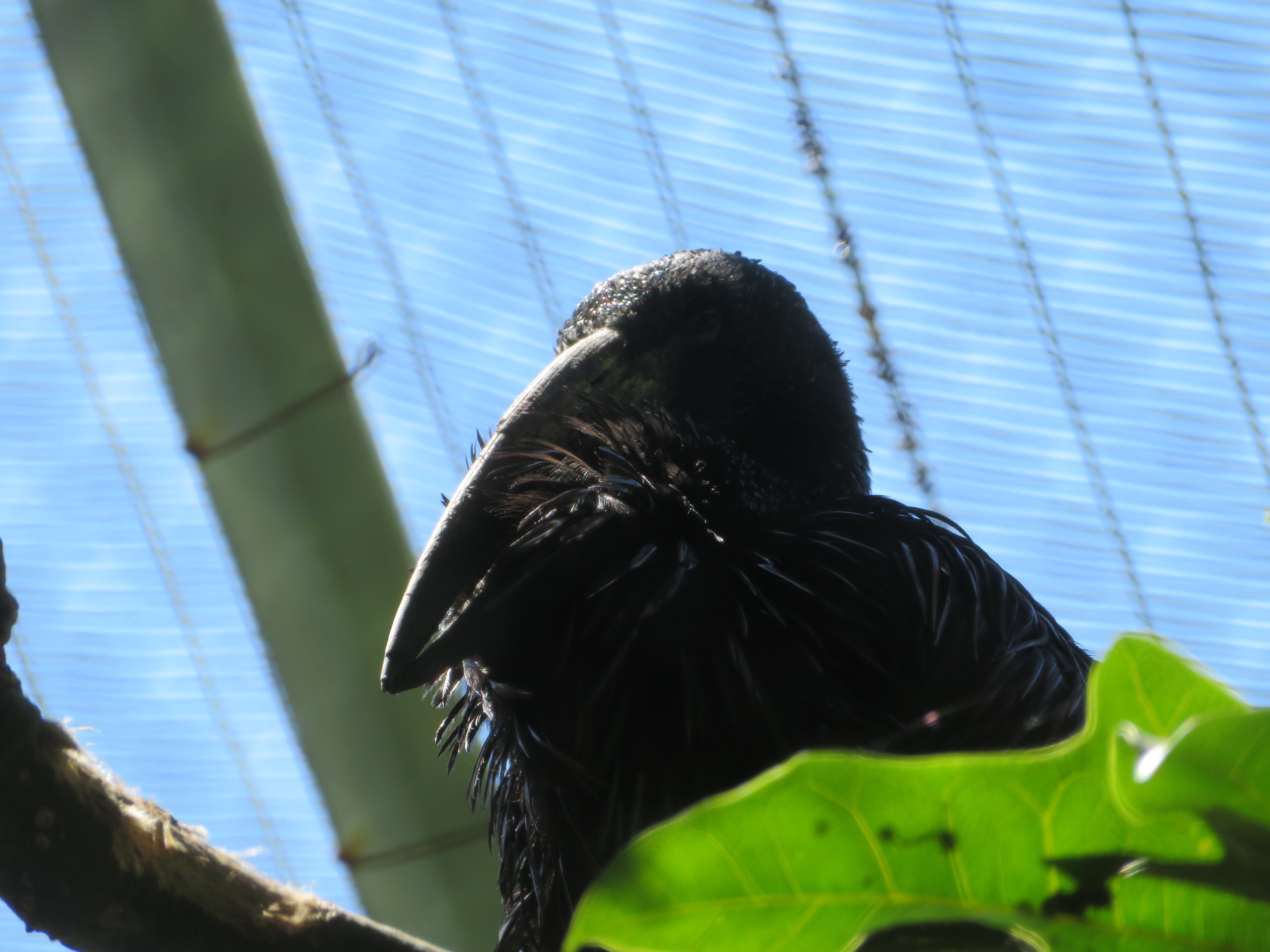 African Openbill Stork