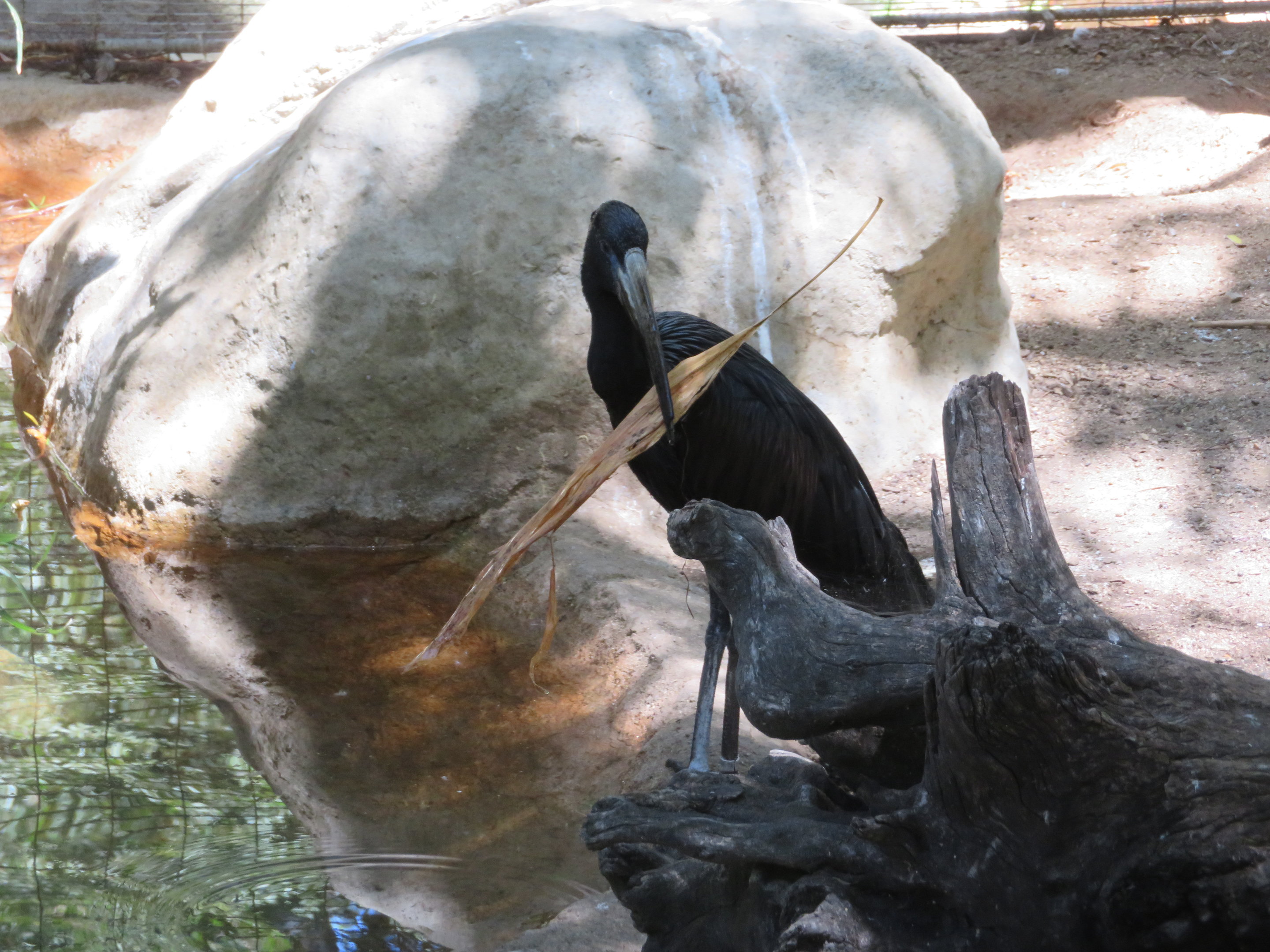 African Openbill Stork