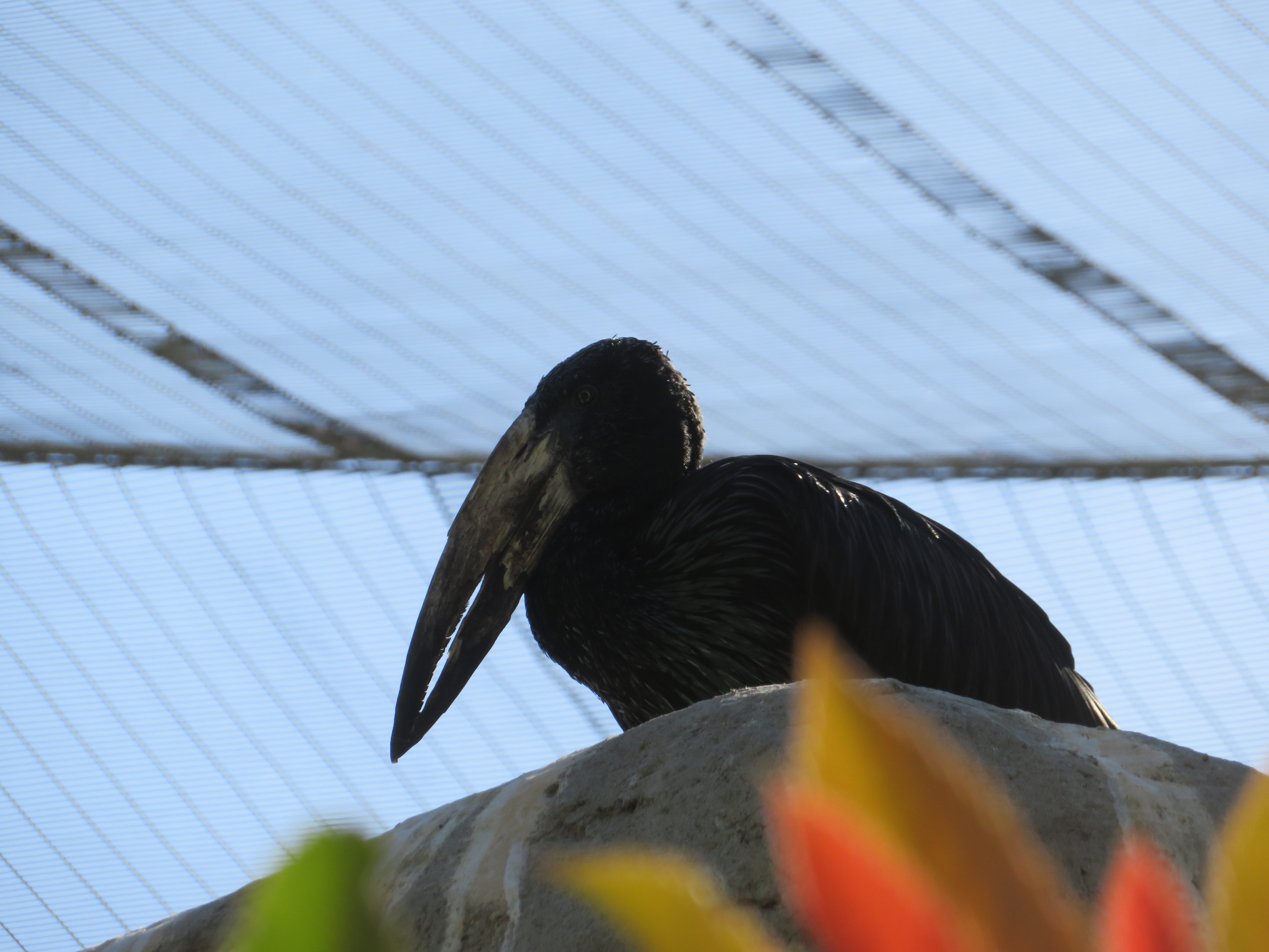 African Openbill Stork