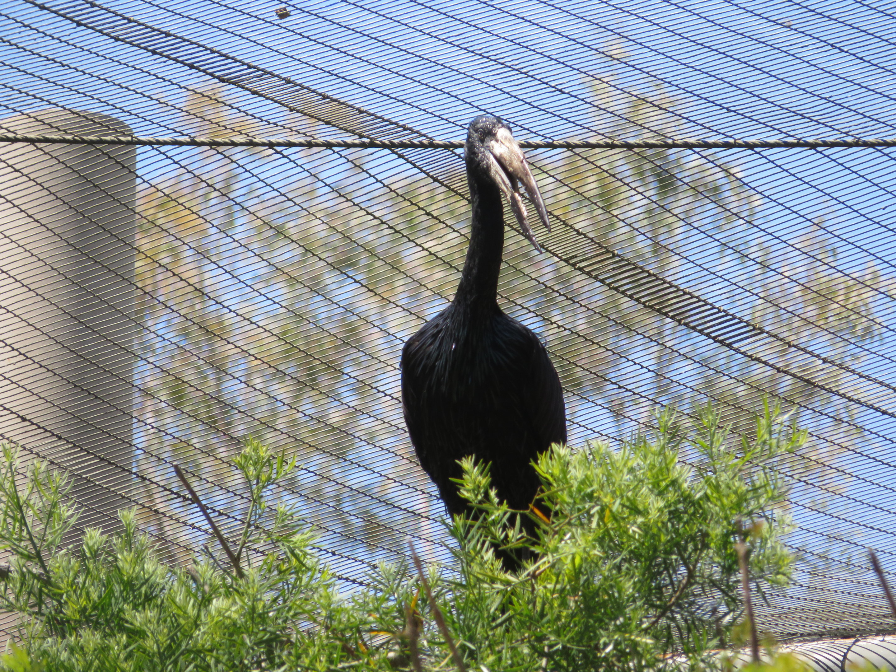 African Openbill Stork