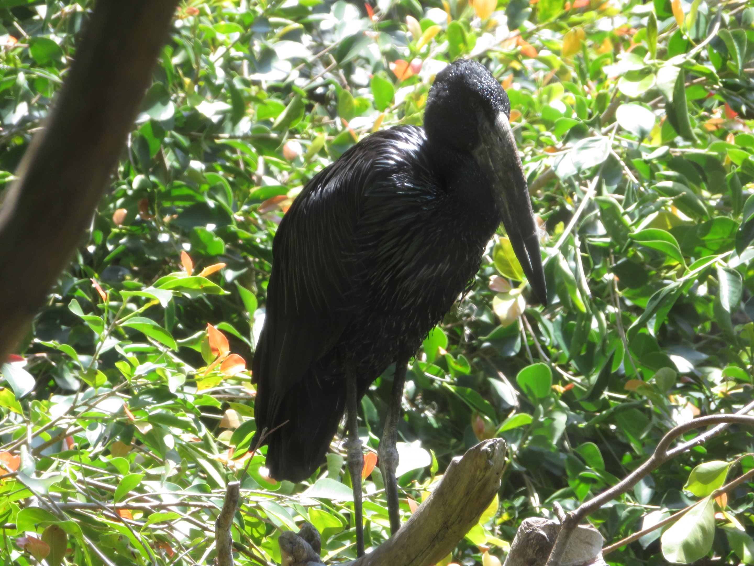 African Openbill Stork