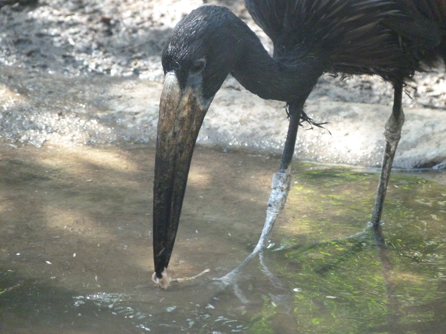 African openbill -Zoo Praha (2025)