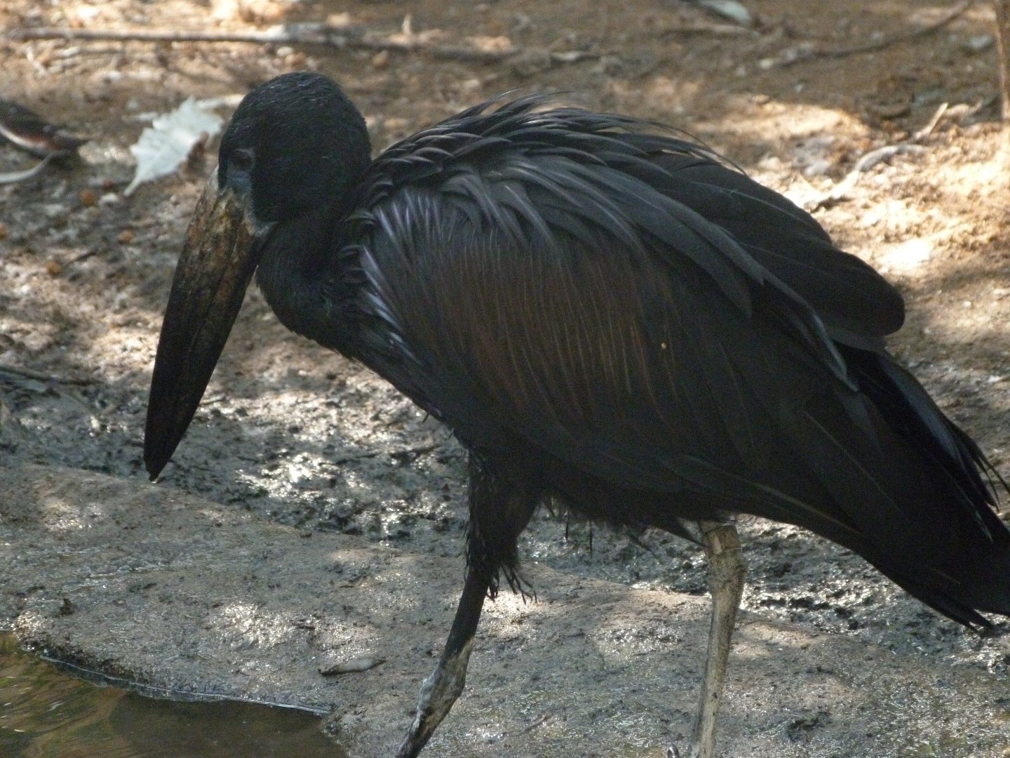 African openbill -Zoo Praha (2025)