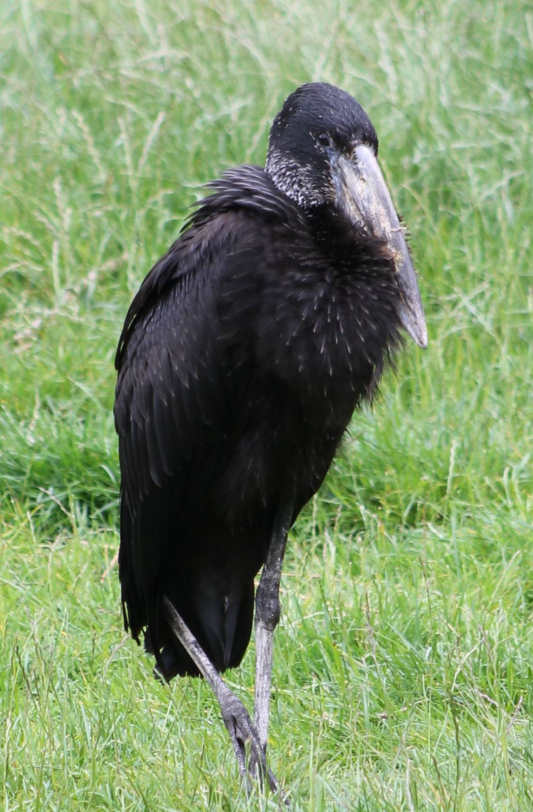 African openbill