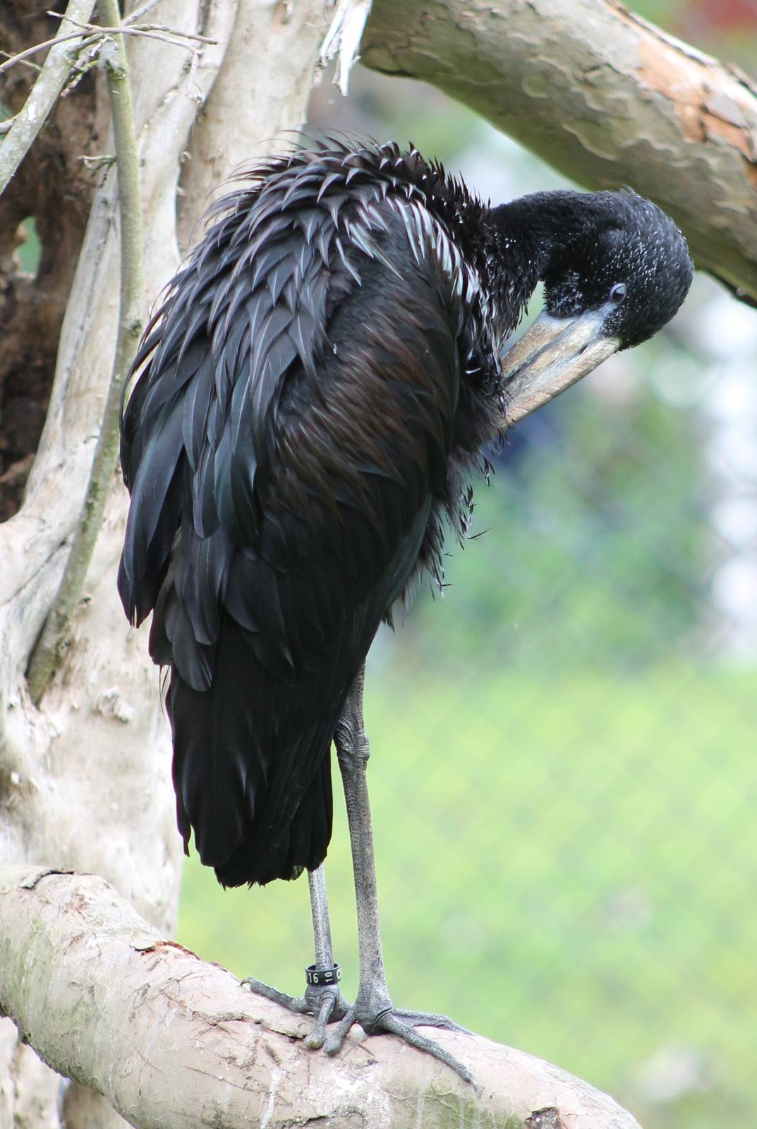 African openbill