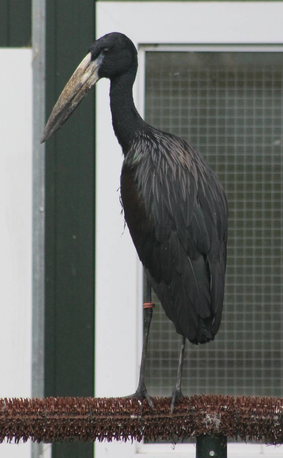 African openbill