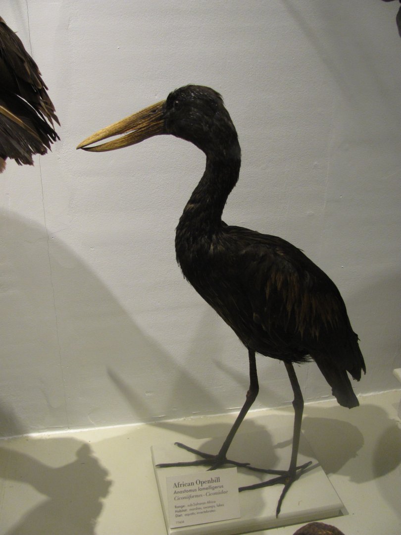 African Openbill