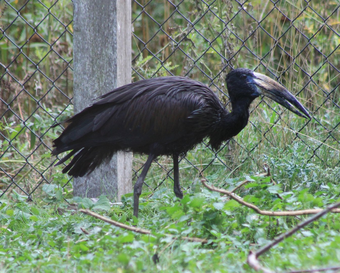 African openbill