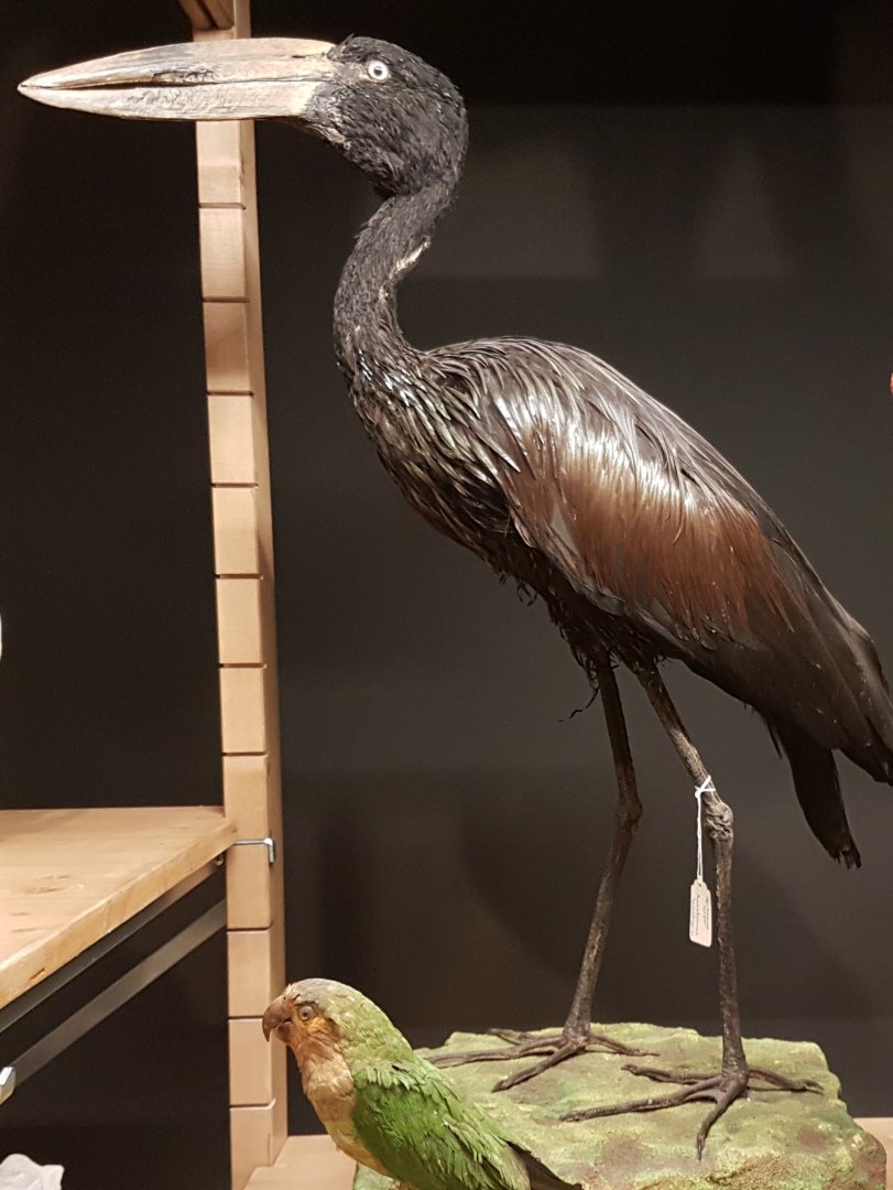 African openbill