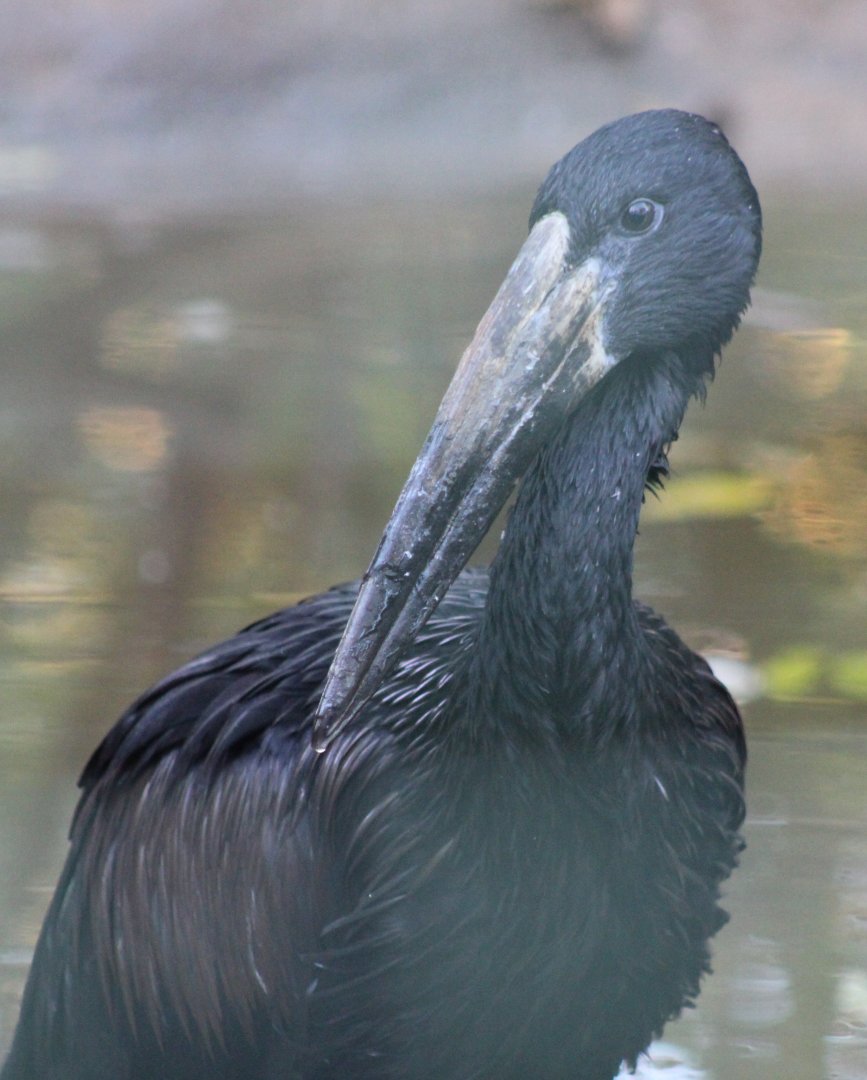 African openbill