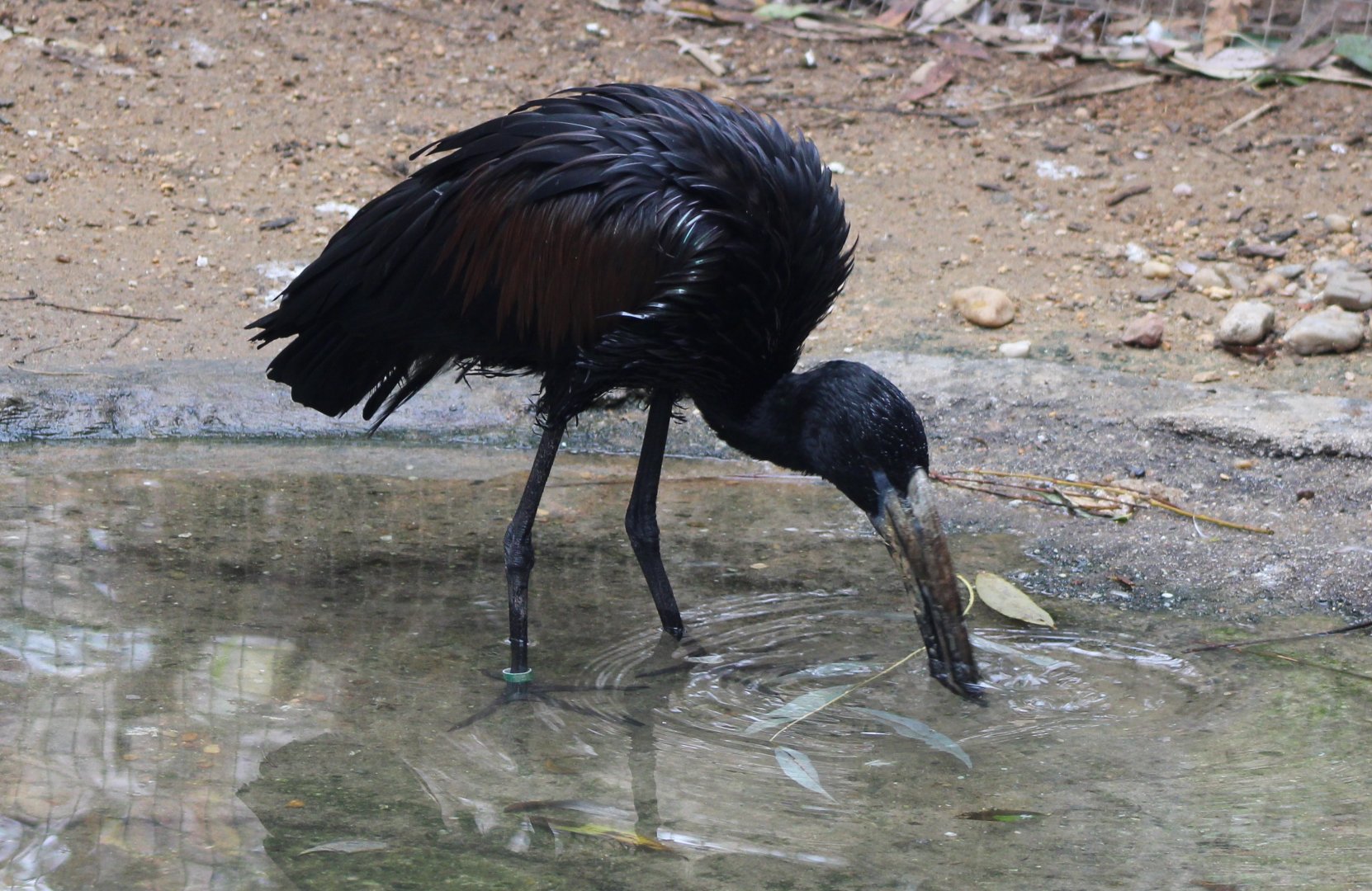 African openbill