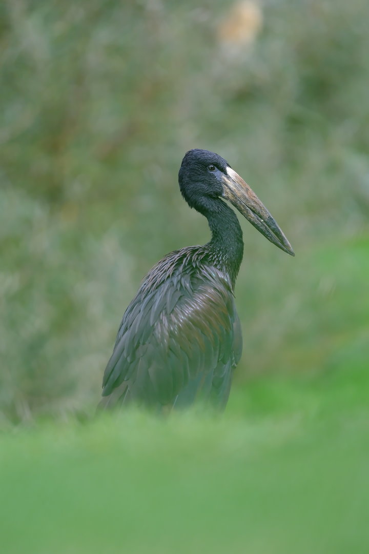African openbill