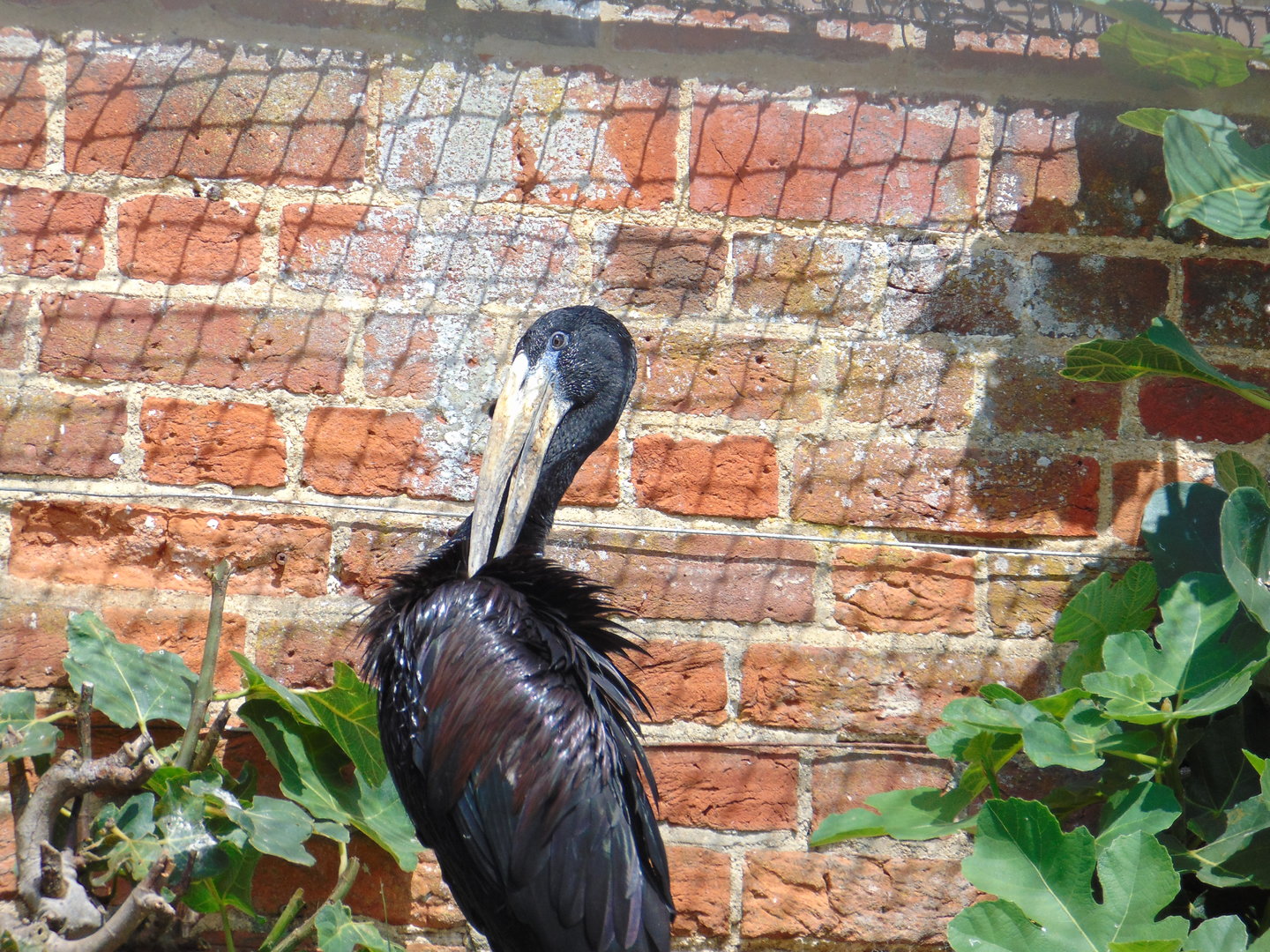 African Openbill