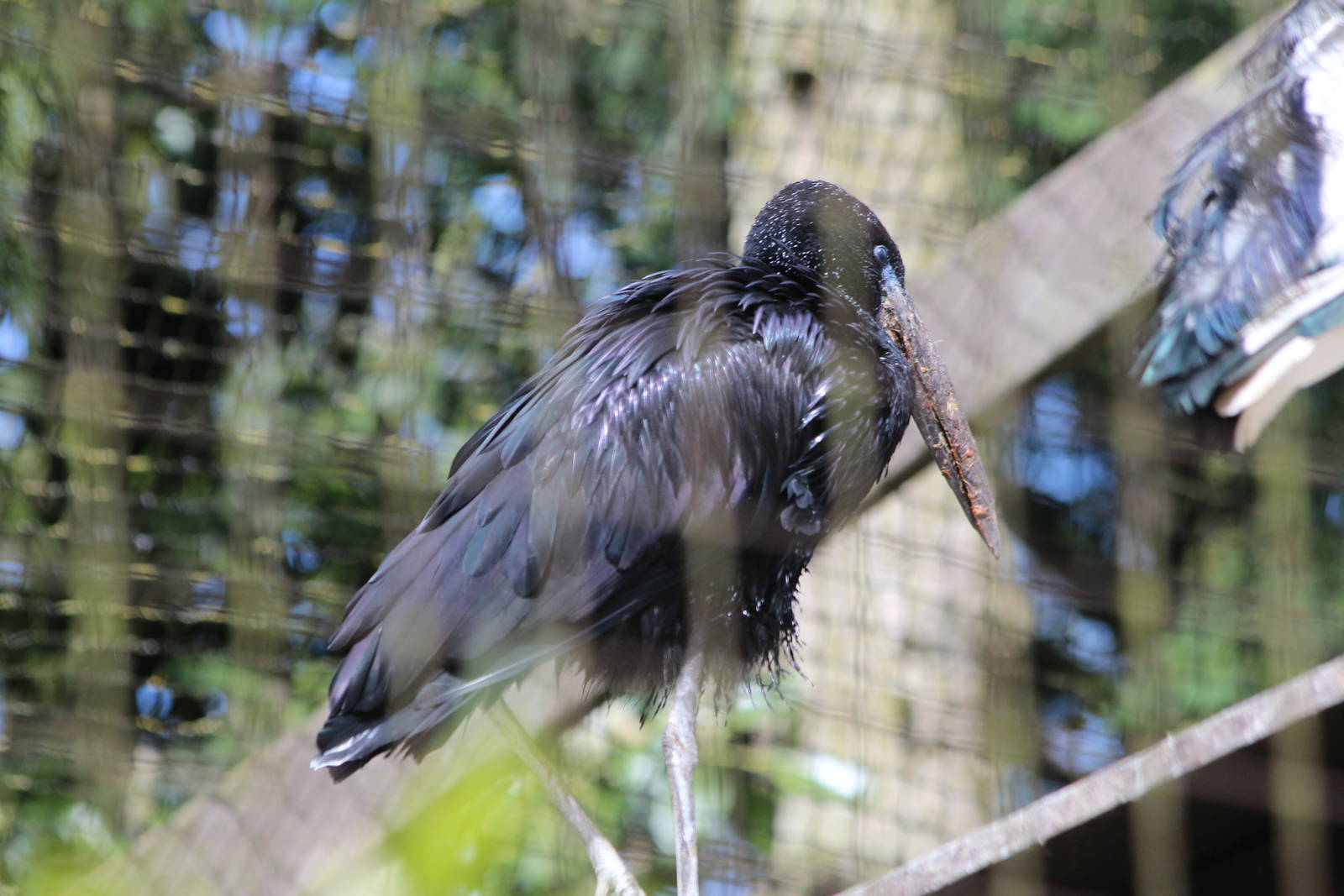 African Openbilled Stork