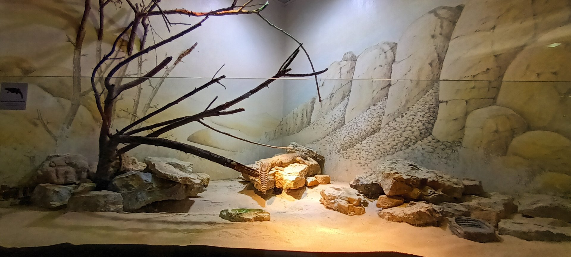 African orb Weaver and Egyptian Mastigure Habitat