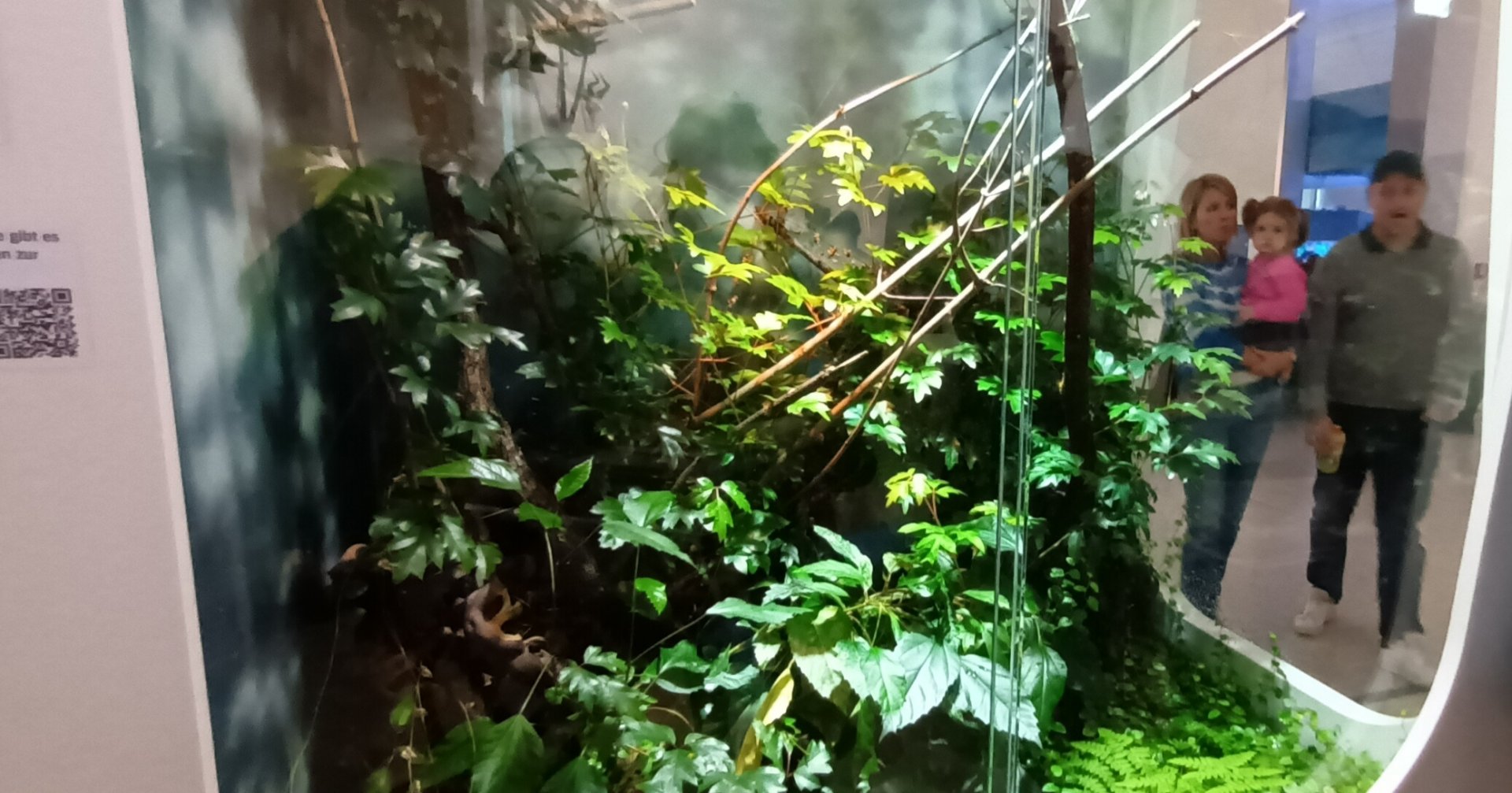 African orb Weaver Habitat