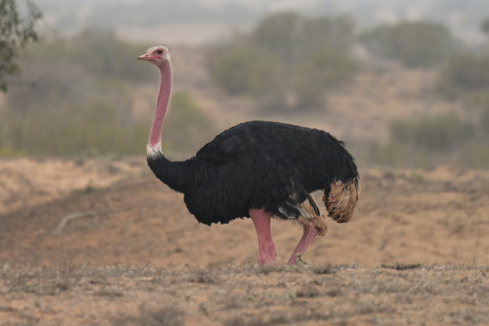 African Ostrich Struthio camelus camelus