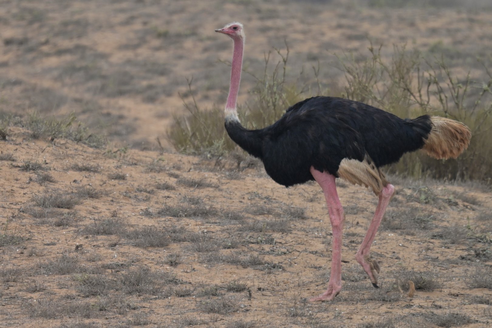 African Ostrich Struthio camelus camelus