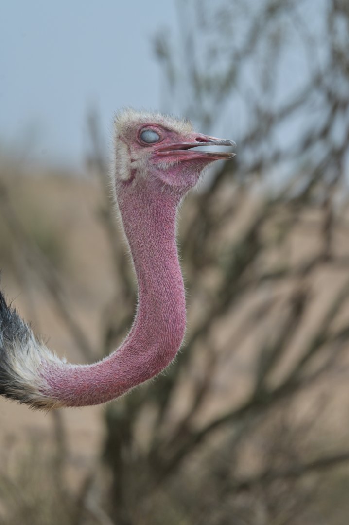 African Ostrich Struthio camelus camelus