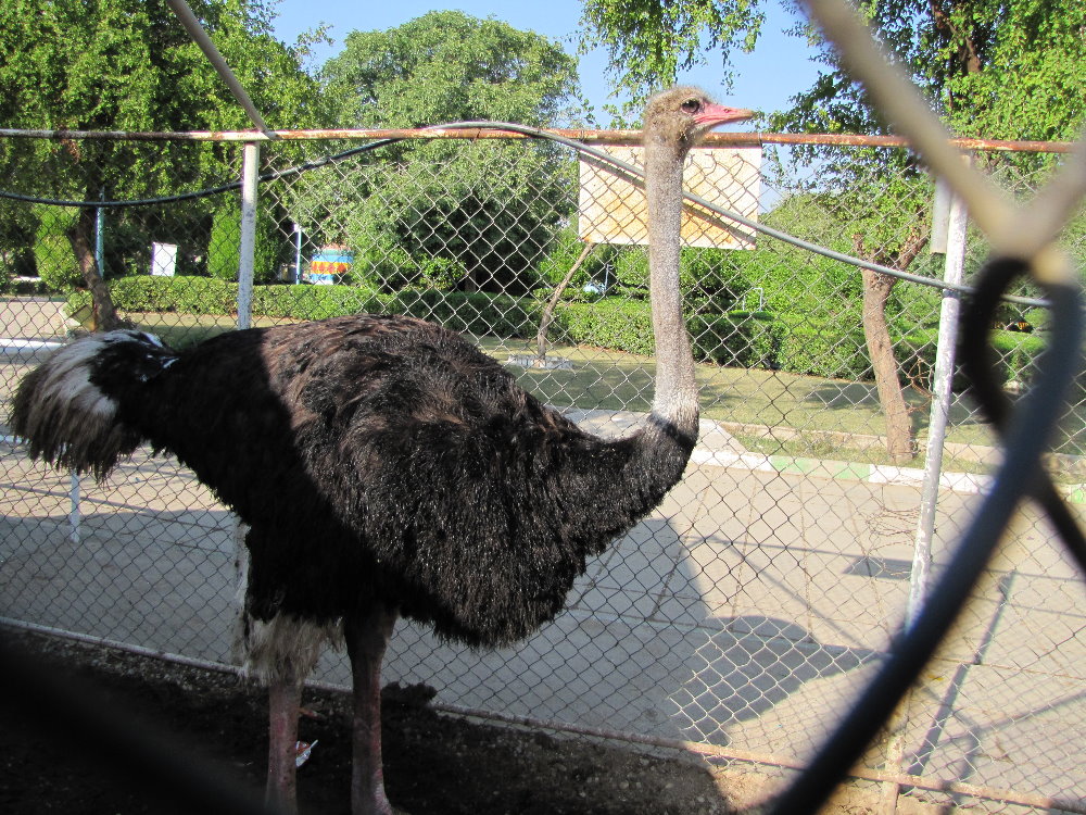 African Ostrich