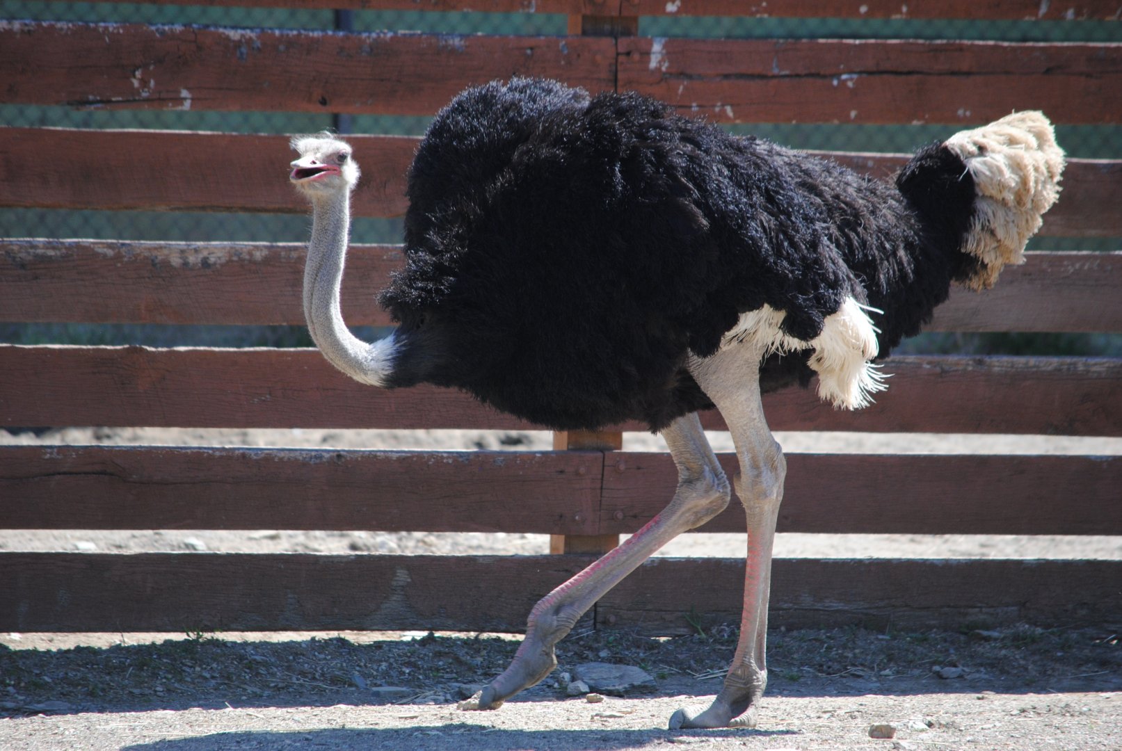 African Ostrich