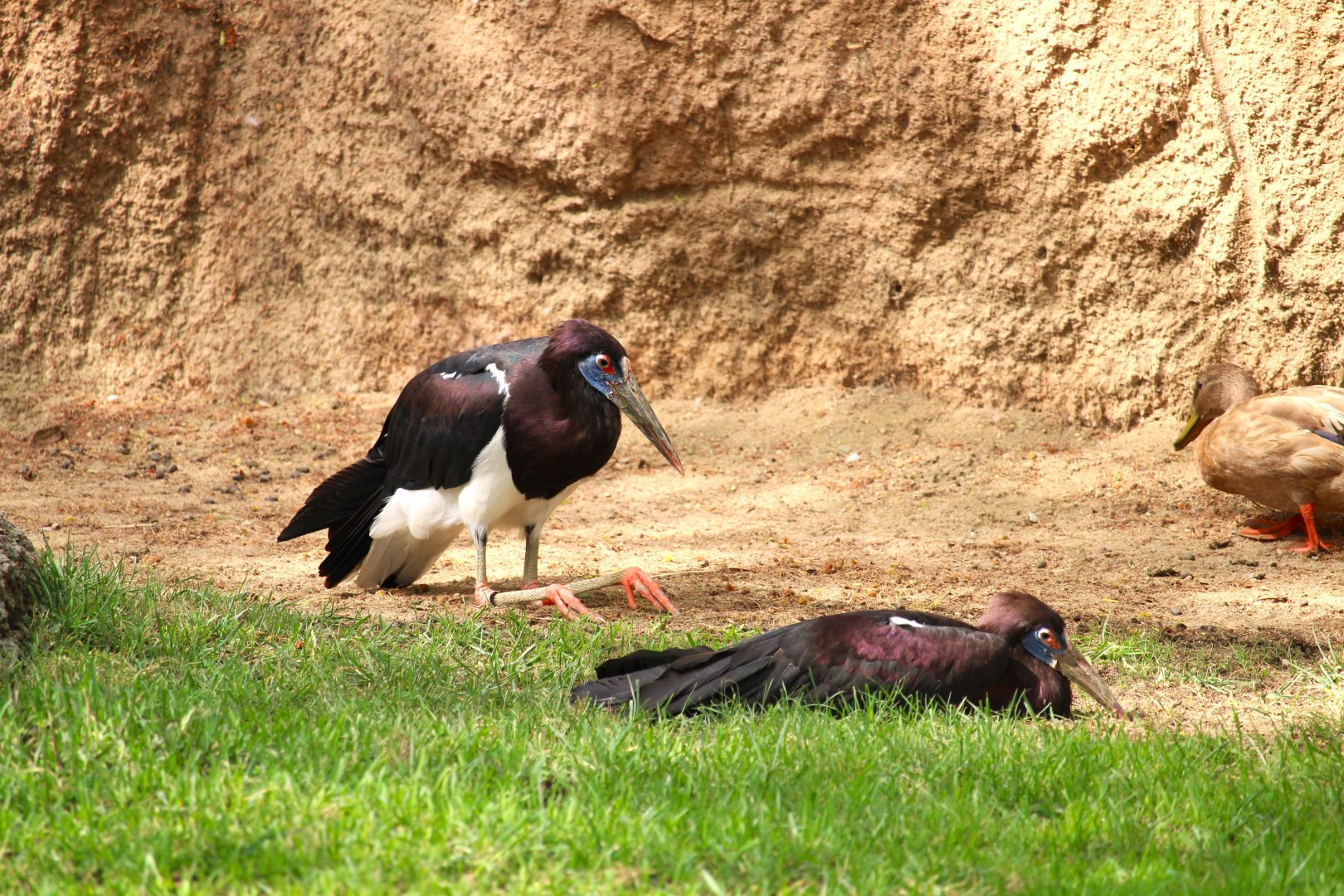 African Outpost - Abdim's Storks