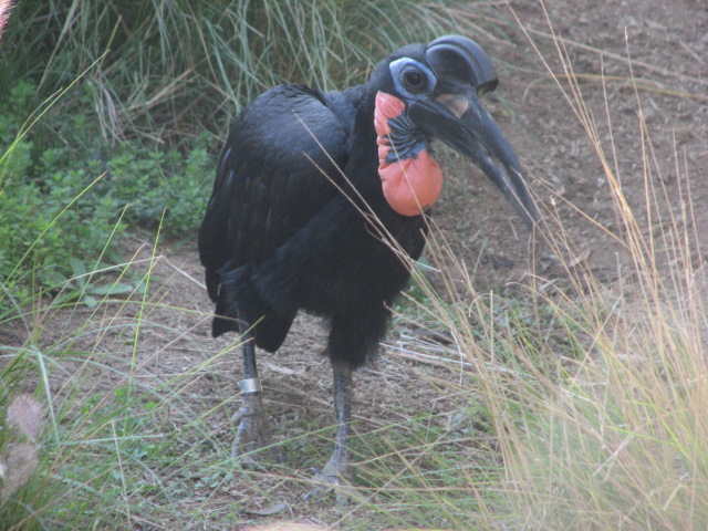 African Outpost - Abyssinian Ground Hornbill