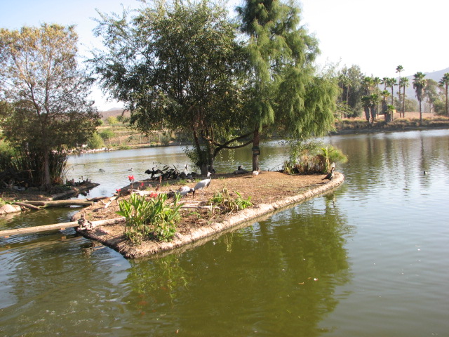 African Outpost - Demoiselle Crane