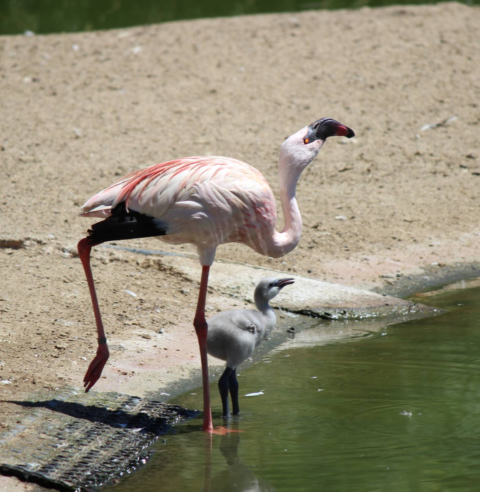 African Outpost - Greater Flamingo Mother and Chick