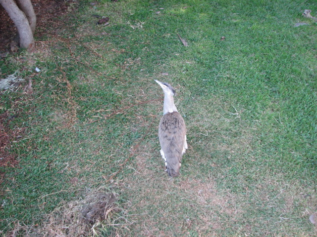 African Outpost - Kori Bustard