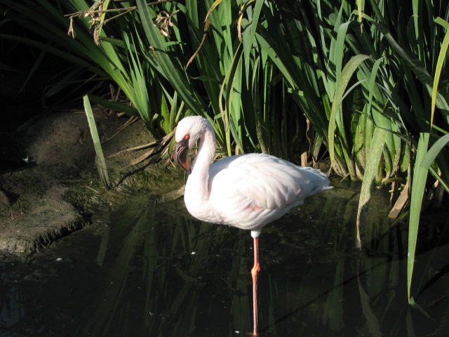 African Outpost - Lesser Flamingo