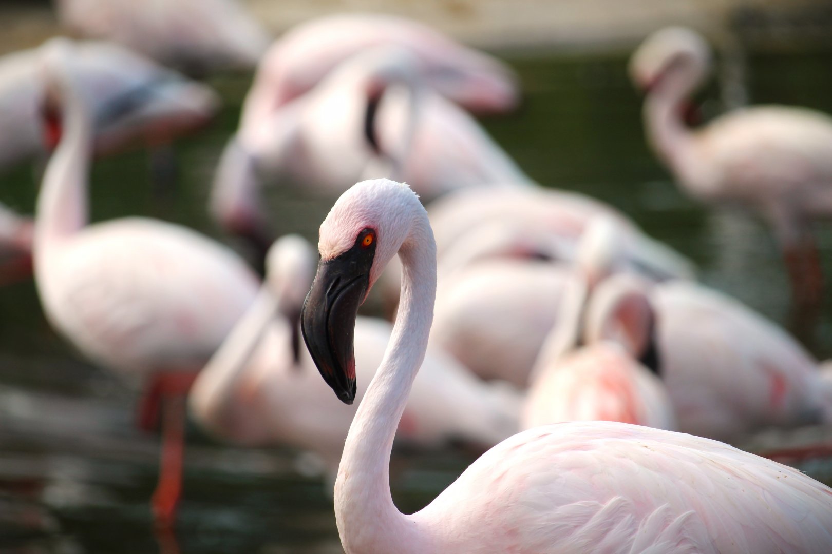 African Outpost - Lesser Flamingo