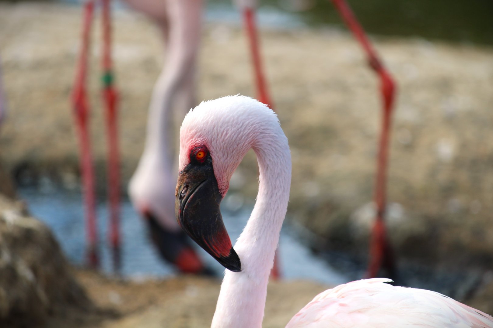 African Outpost - Lesser Flamingo