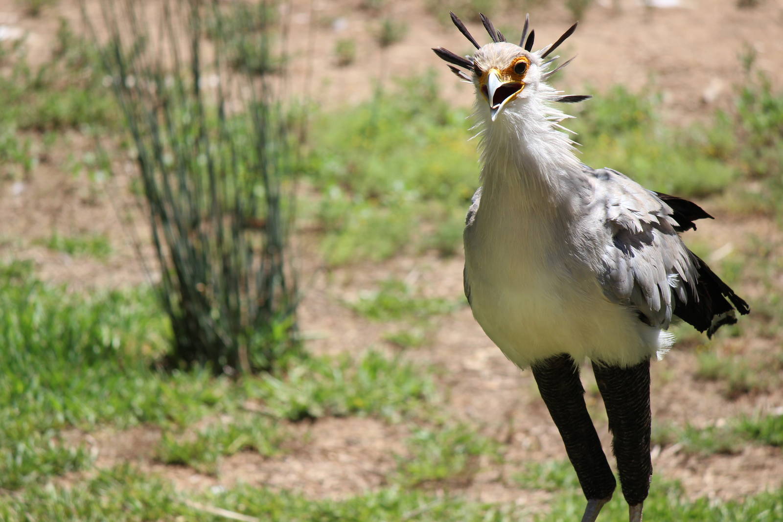 African Outpost - Secretary Bird