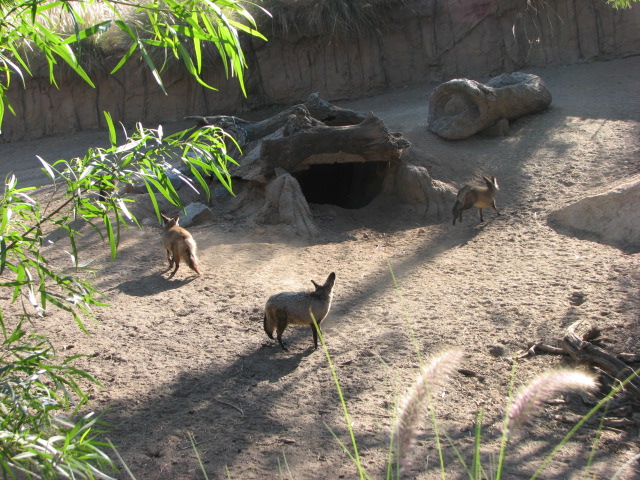 African Outpost - South African Bat Eared Fox
