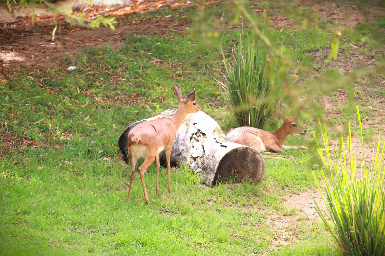 African Outpost - Southern Steenbok