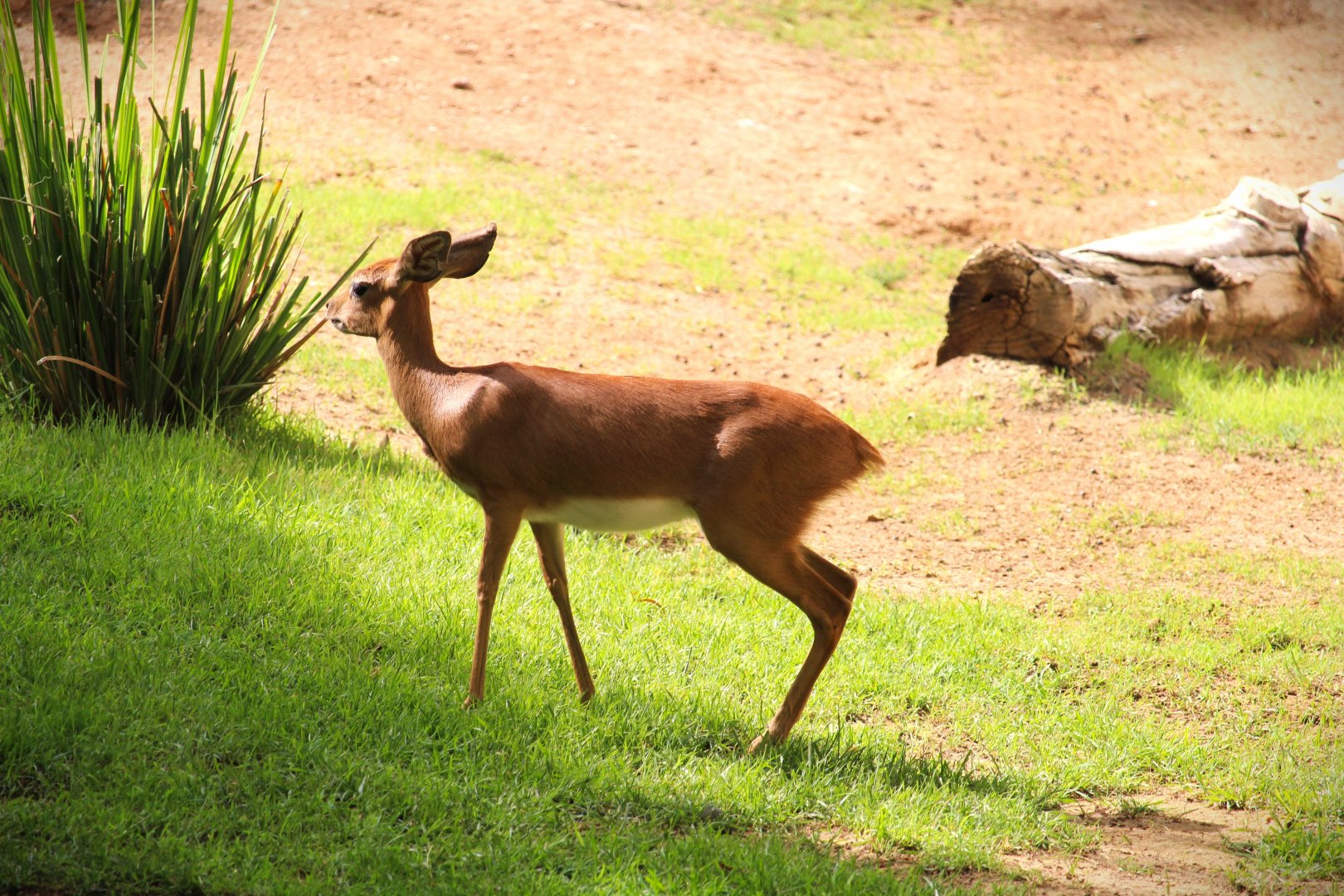 African Outpost - Southern Steenbok
