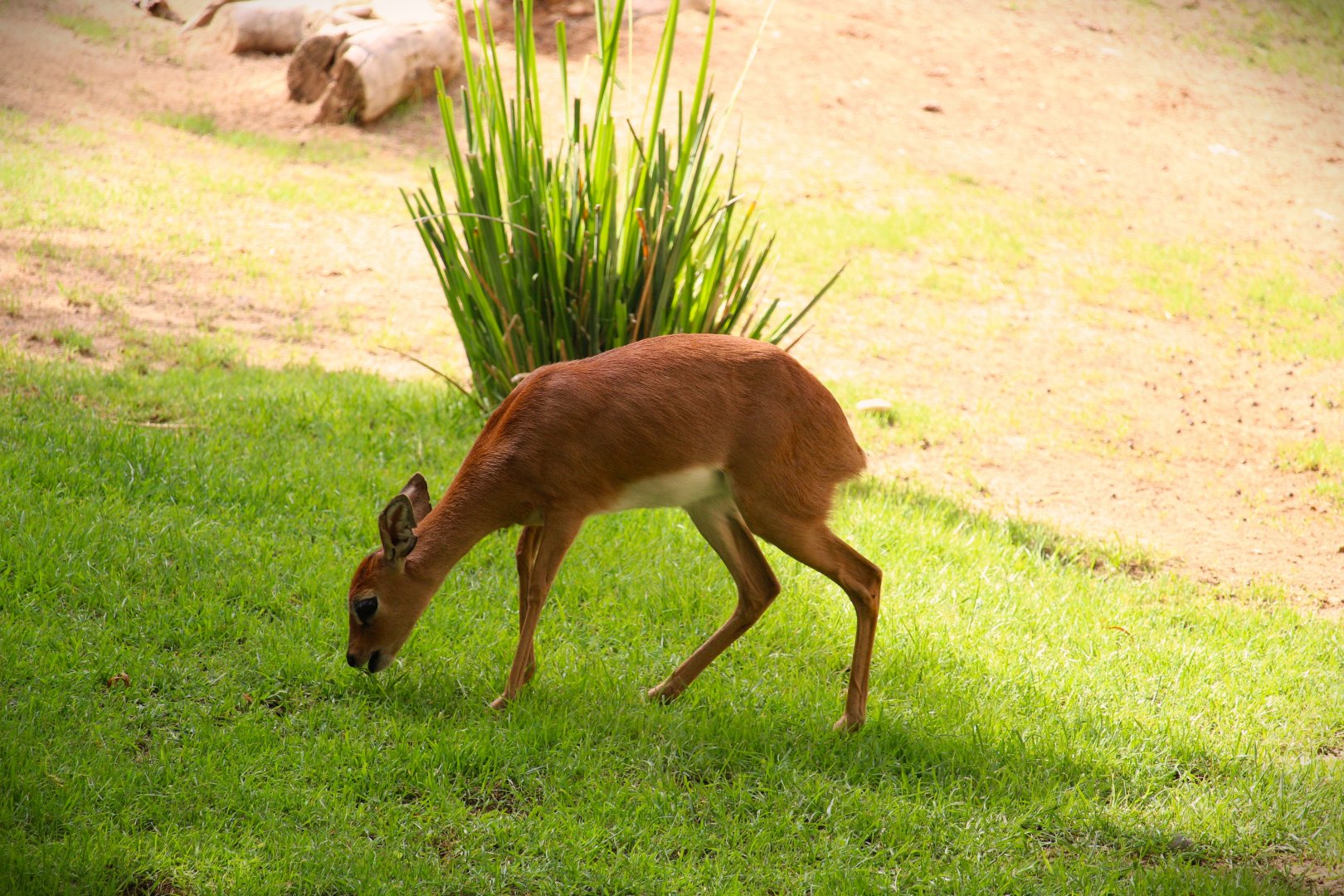 African Outpost - Southern Steenbok