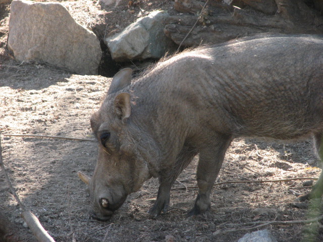 African Outpost - Southern Warthog