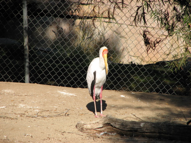 African Outpost - Yellow-Billed Stork