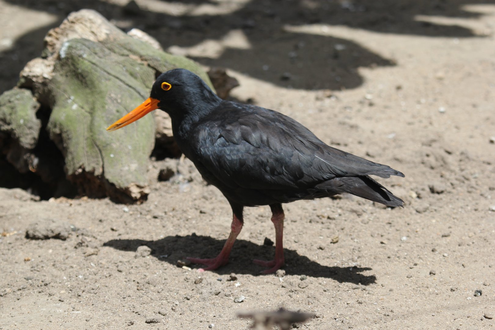 African oystercatcher (Haematopus moquini)