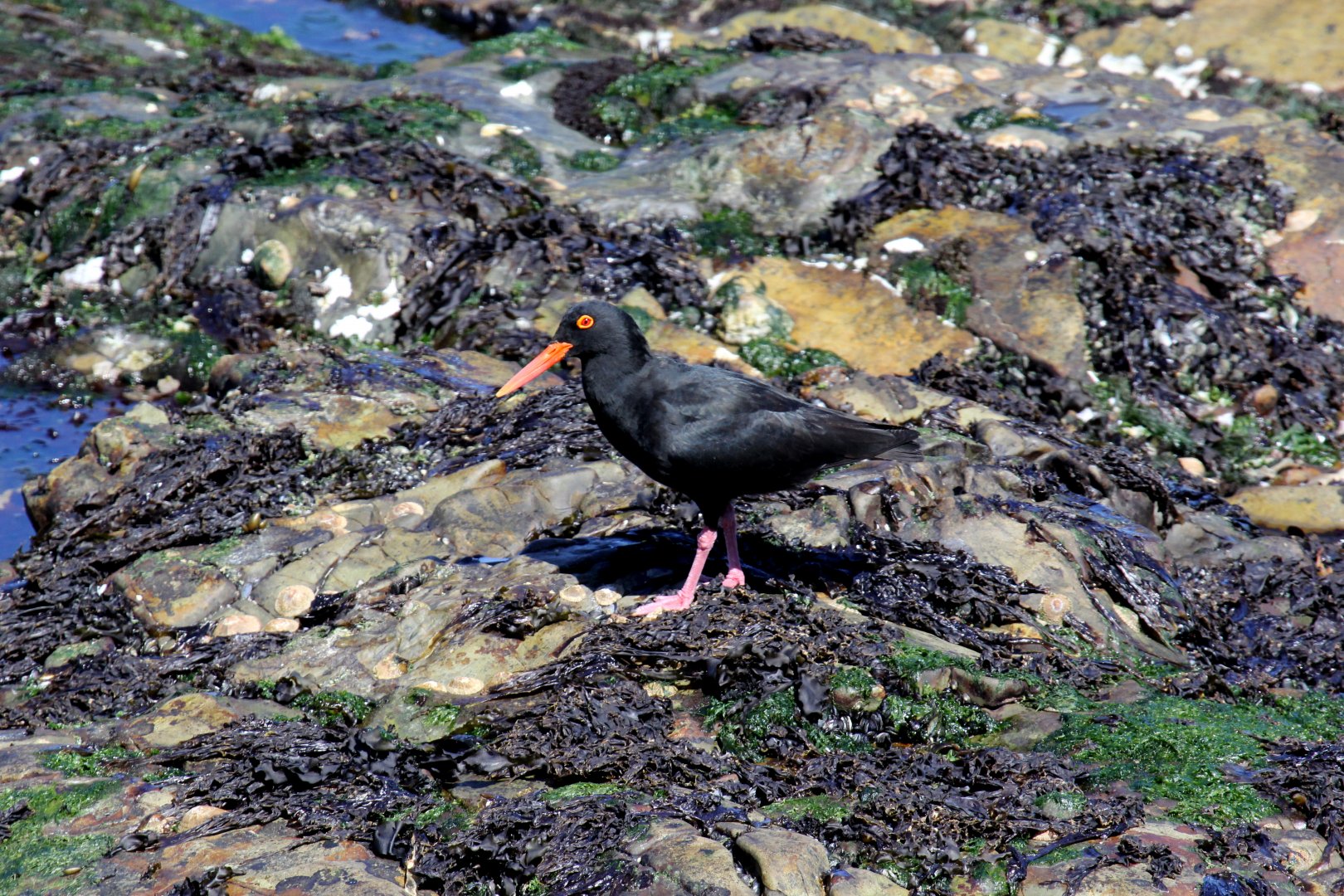 African oystercatcher or African black oystercatcher (Haematopus moquini)