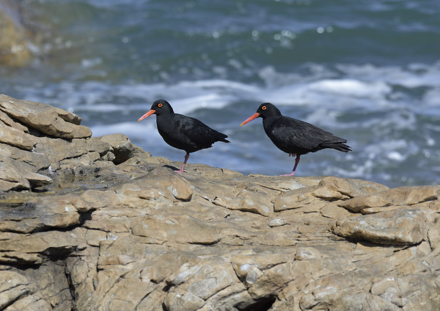African oystercatchers