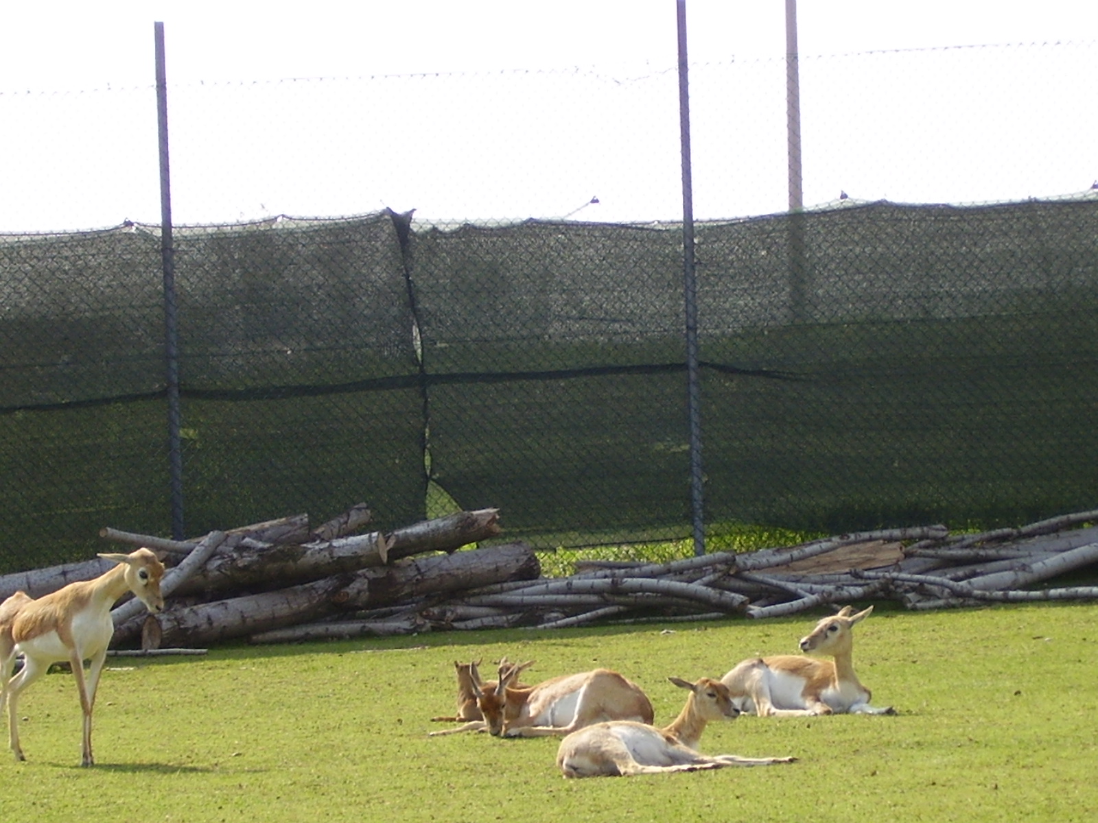 African Paddock - 2010