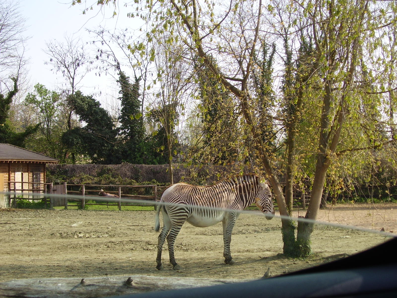 African Paddock - 2010