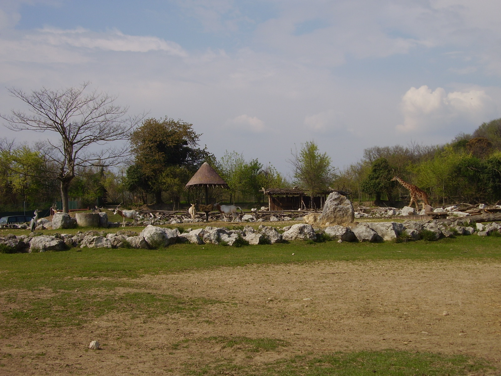 African Paddock - 2010