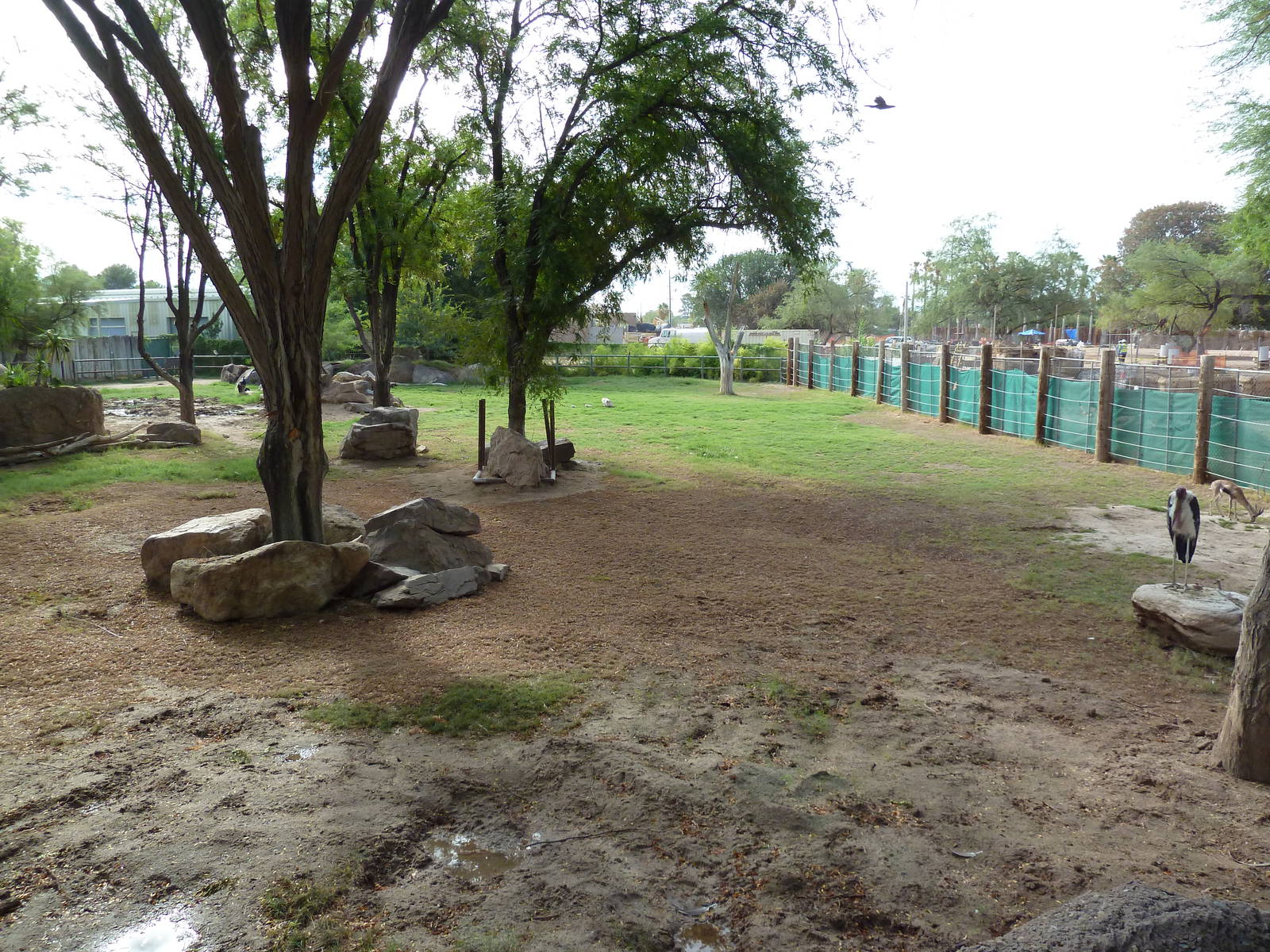 African Paddock (4 Species)