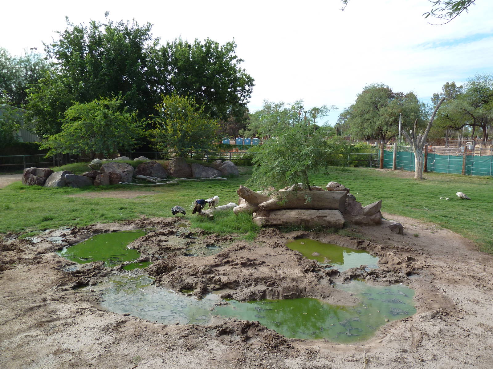 African Paddock (4 Species)