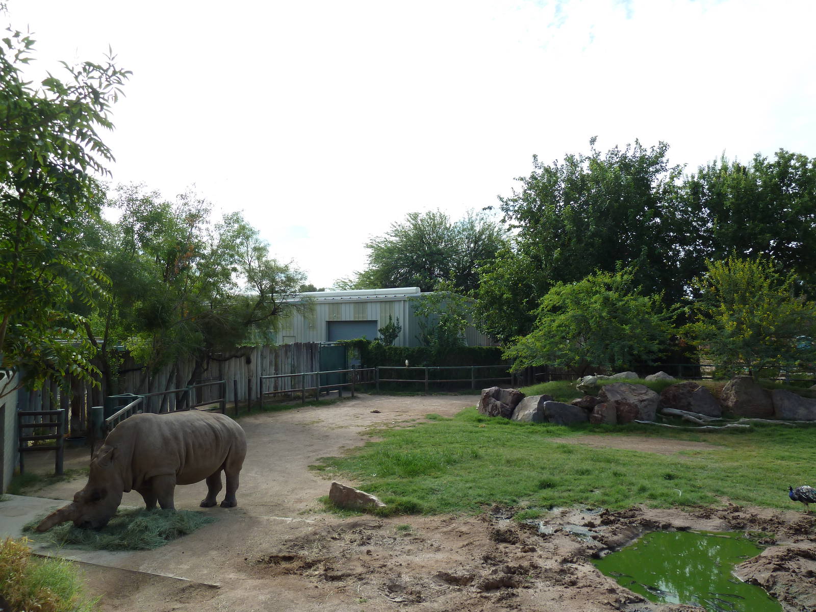 African Paddock (4 Species)